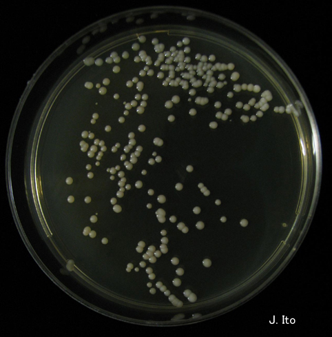 Candida albicans - что это такое? Кандида альбиканс. Кандидоз, молочница Кандида Candida spp. Кандидоз (молочница). Посев на дрожжеподобные грибы
