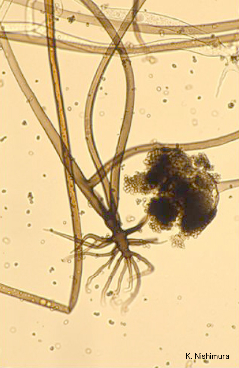 Rhizopus oryzae rhizoids