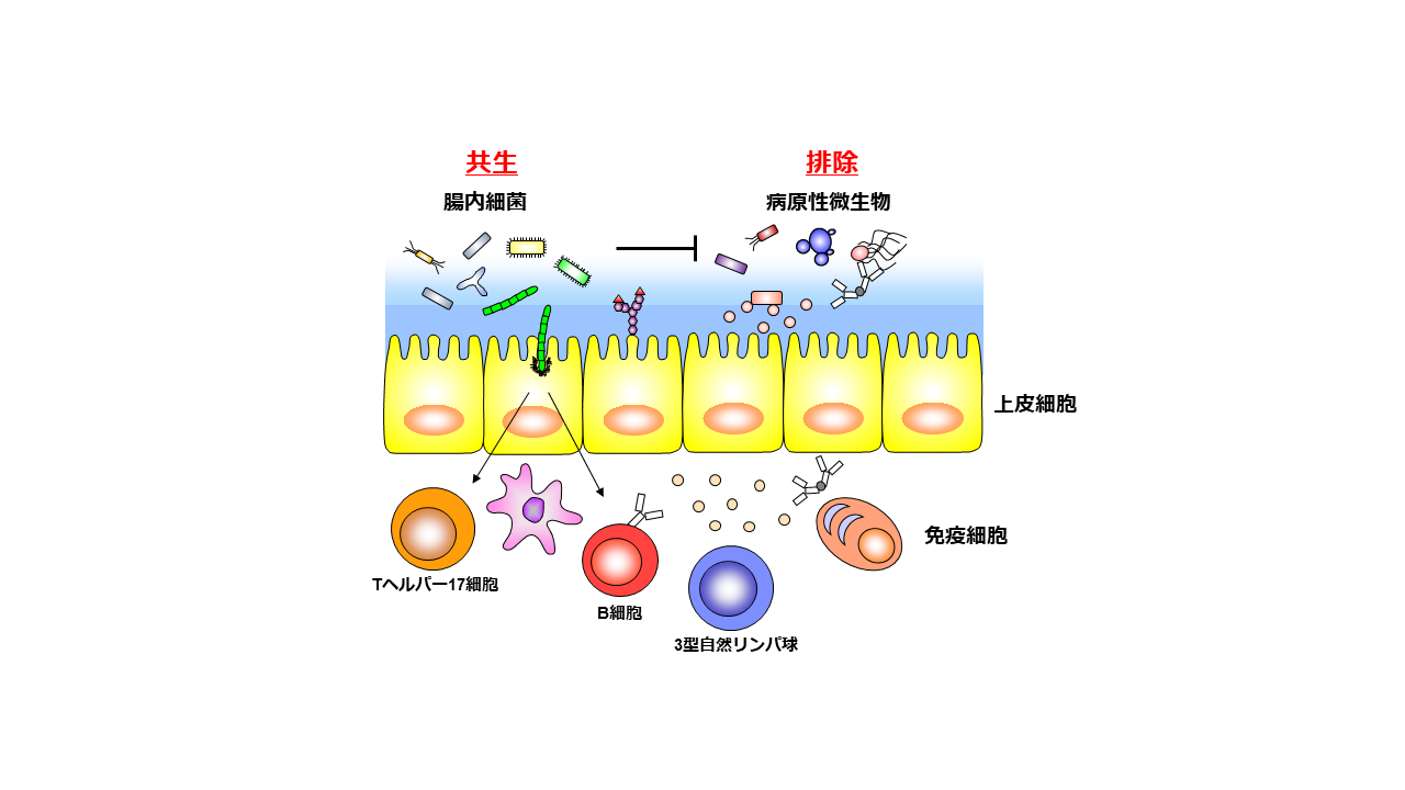 lab